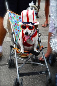 2013 Key West Dachshund Parade